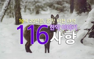 [한약 이야기] 116. 사향_1g에 20만원, 엄청 비싼 녀석