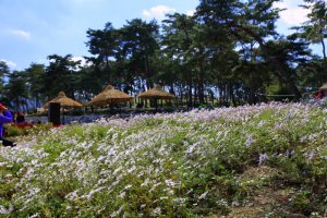 정읍 구절초 축제