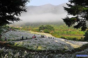 정읍 구절초 축제