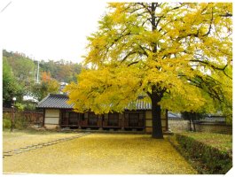 전주 향교 은행나무