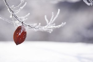 비발디 사계 ( 겨울)