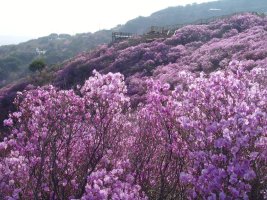 고려산 진달래꽃