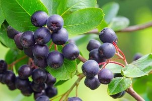 아로니아의 효능 및 먹는 방법