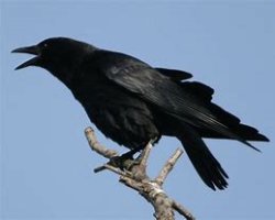19장 까마귀, 부정하고 시체를 먹는 새