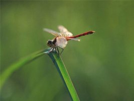 조용필 - 고추잠자리