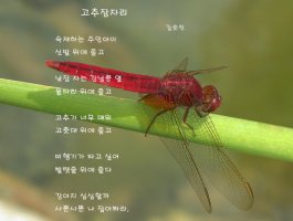 고추잠자리