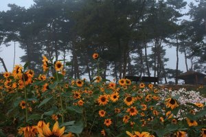 정읍 구절초 축제 안개낀 날..