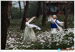 정읍 구절초축제