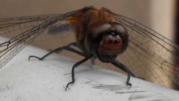 고추잠자리(red dragonfly)