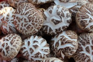 표고버섯 효능과 표고버섯 먹는 방법