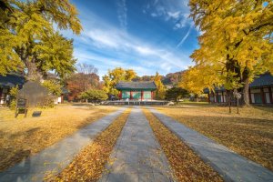 전주 향교 은행나무 구경하기