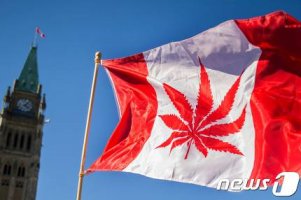 캐나다 | 마리화나 합법화 1년, BC 2번째로 판매점 크게 늘어