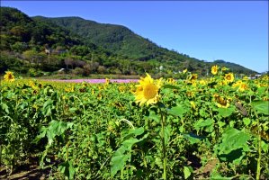 정읍 구절초 축제 [1]