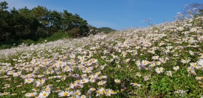 정읍 구절초 축제 사진