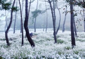 정읍 구절초 축제