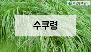 야생화 수쿠령 : 결초보은 유래 수쿠령의 특징