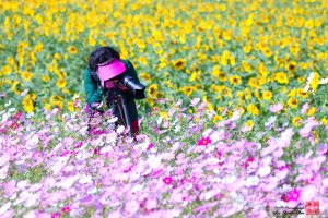 정읍 구절초축제