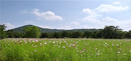 가을엔 역시, 코스모스 향 가득한 인천대공원 !