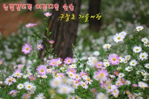 가을꽃향기에 취하고 싶구나~정읍 구절초축제(10월 9일)