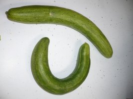 [이지영 기자] 맛있고 영양 많은 오이, 그리고 오이를 피하는 사람들의 오밍아웃