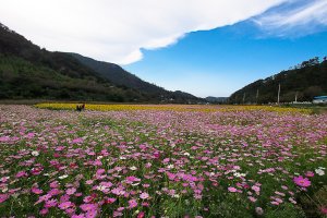 정읍 구절초 축제