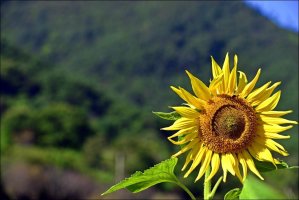 정읍 구절초 축제!