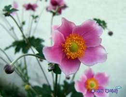 나이를 보태기보다는 나이 빼기를 좋아하는 나이/ 중년이라는 나이
