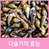 다슬기의 효능, 이렇게 많아~?