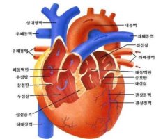 인체의 장기가 각각 하는일