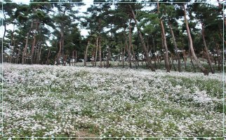 정읍 구절초 축제