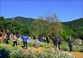 정읍 구절초 축제 [1]