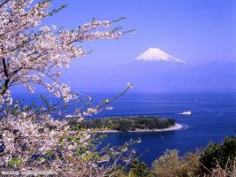 富士山의 봄