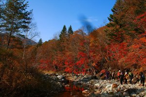 오대산 월정사의 자랑 -천년 전나무 숲길-