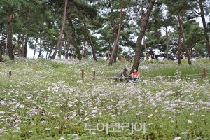 깊어가는 가을서정 '정읍 구절초축제'로 만끽!