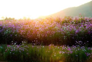 가을 코스모스 축제 현장.