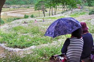 전주 한옥마을(6) : 제8회 정읍 구절초 축제