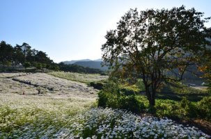 정읍 구절초 축제에서