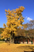 전주 향교 은행나무