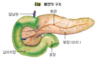 췌장에서 하는 일