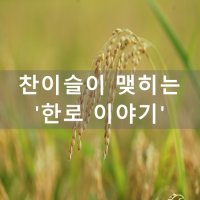 제비도 강남으로 가는 한로(寒露) | 한로 이야기 | 한로에 먹는 음식 | 한로음식