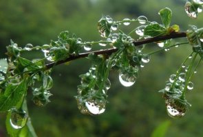 곡우(穀雨)