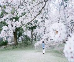 韓譯演歌 -( 桜雨 )- / 唄 : 瀨川瑛子