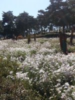 정읍 구절초 축제