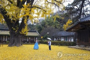 >카메라뉴스< 전주향교..'금빛 은행잎' 단장