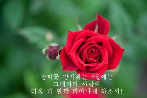 6월의 시