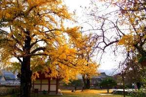 2011.11.5 전주 향교의 은행나무