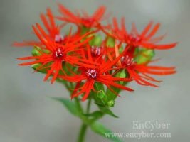 24. 제비동자꽃 (Lychnis wirfordii)