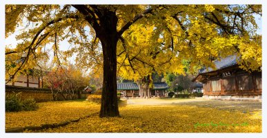 전주 향교 은행나무