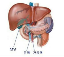 인체의 장기가 각각 하는 일