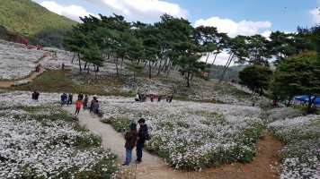 전북 정읍 구절초 축제